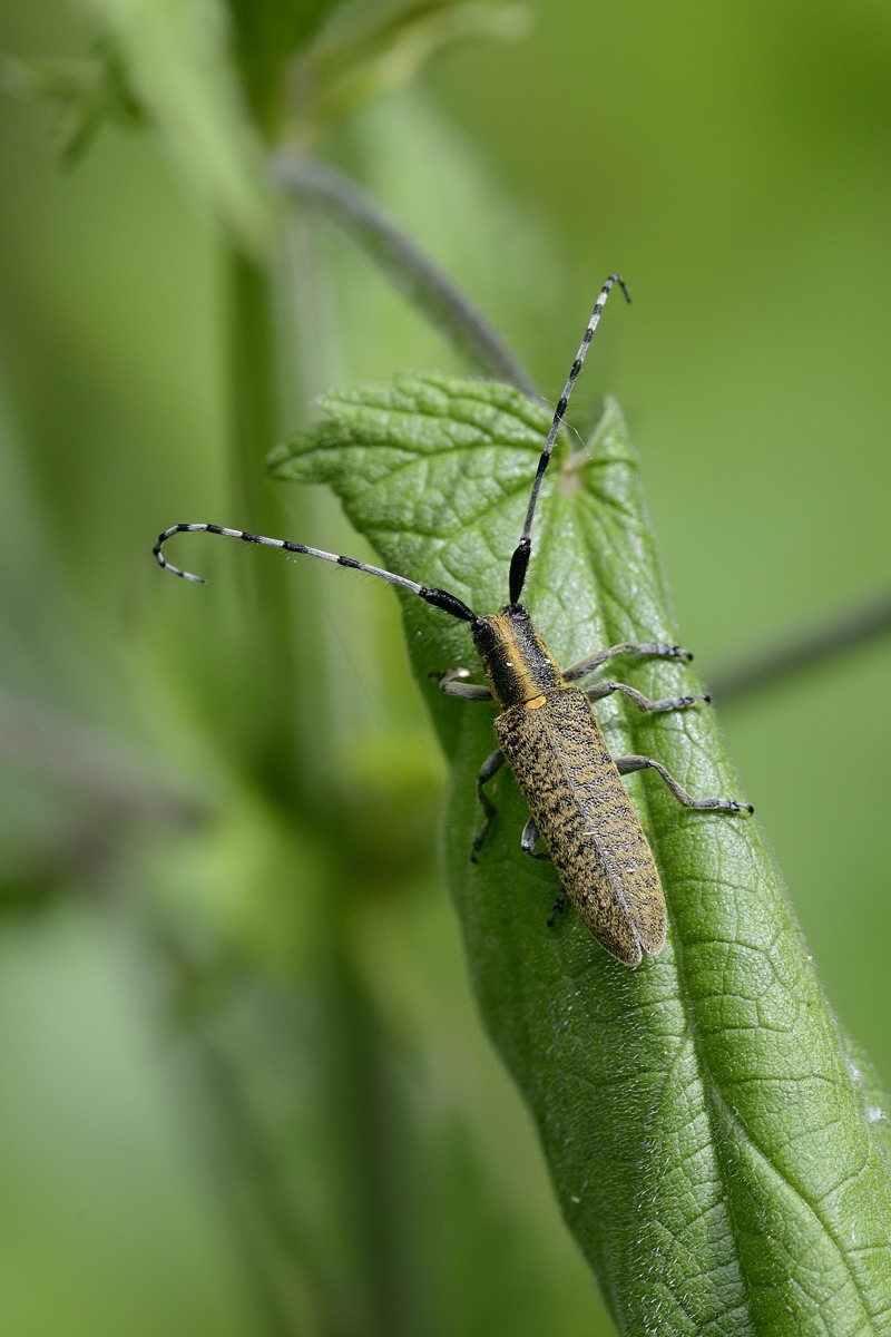 Cerambycidae: Agapanthia villosoviridescens